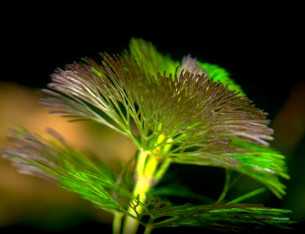 Purple / Green Cabomba (Cabomba pulcherrima), Bunched