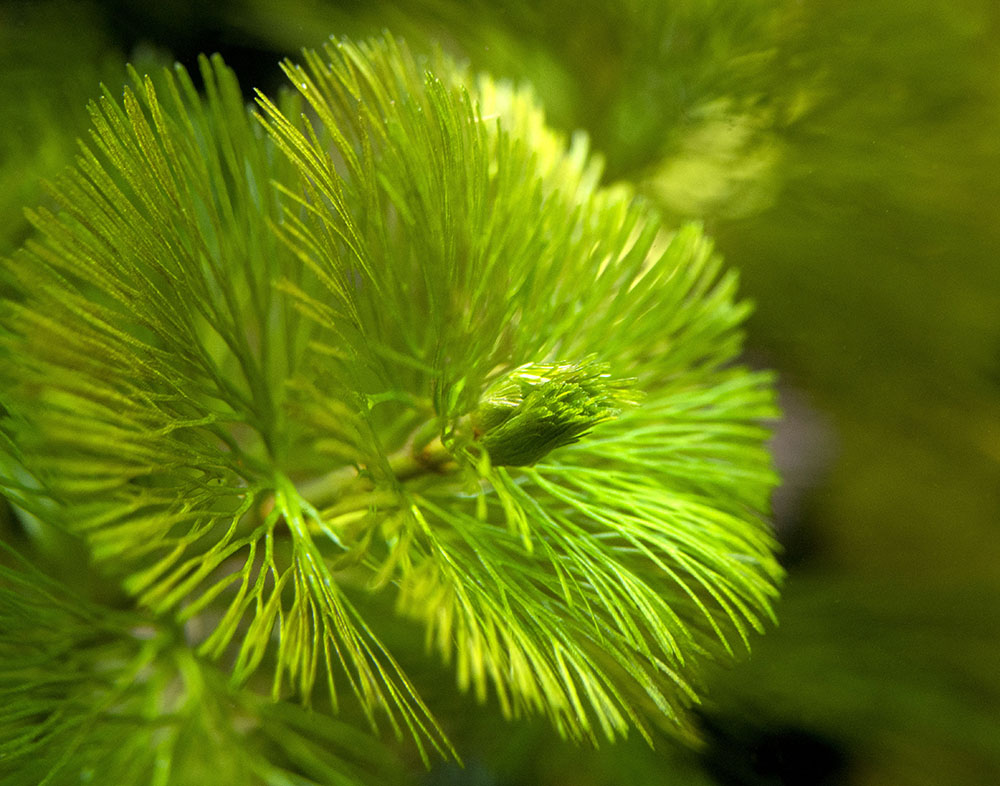 Purple / Green Cabomba (Cabomba pulcherrima), Bunched