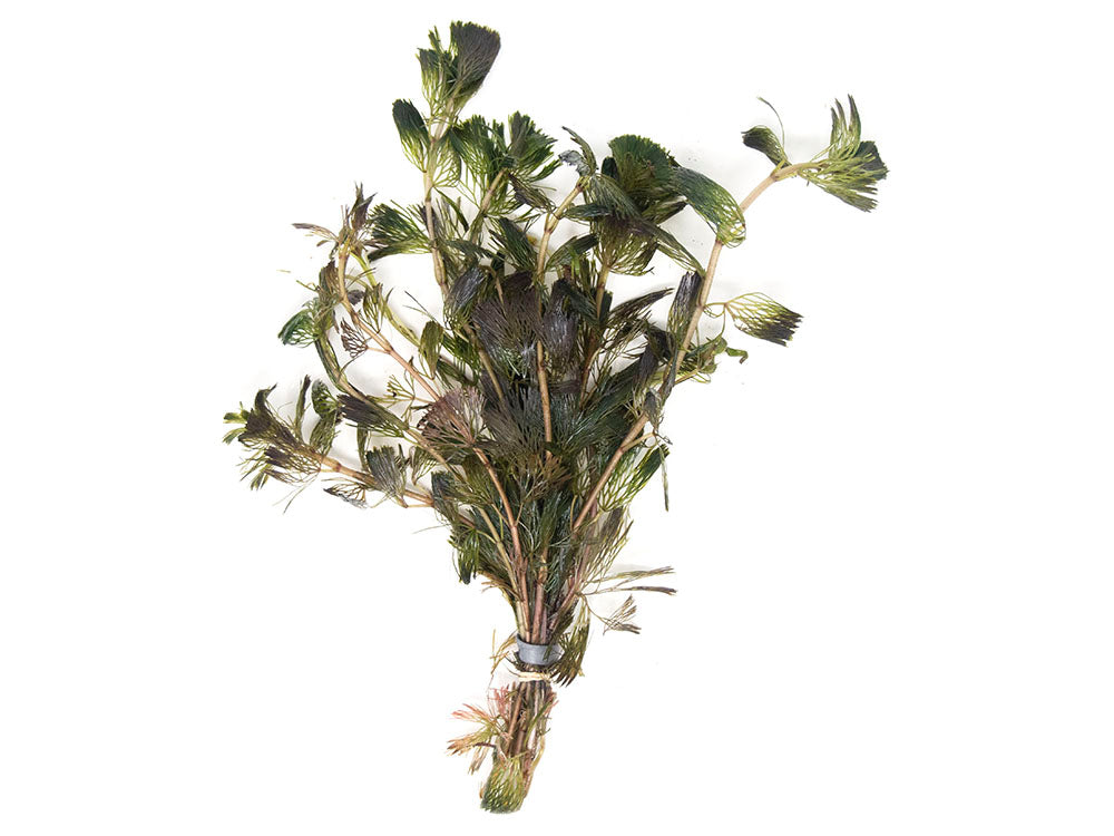 Taiwan AKA Triangle Moss Mat (Taxiphyllum alternans) - 3.6 x 3.6 inch Mat  or 1.5 inch Round Slate