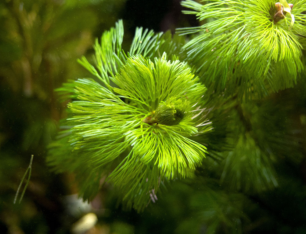 Purple / Green Cabomba (Cabomba pulcherrima), Bunched