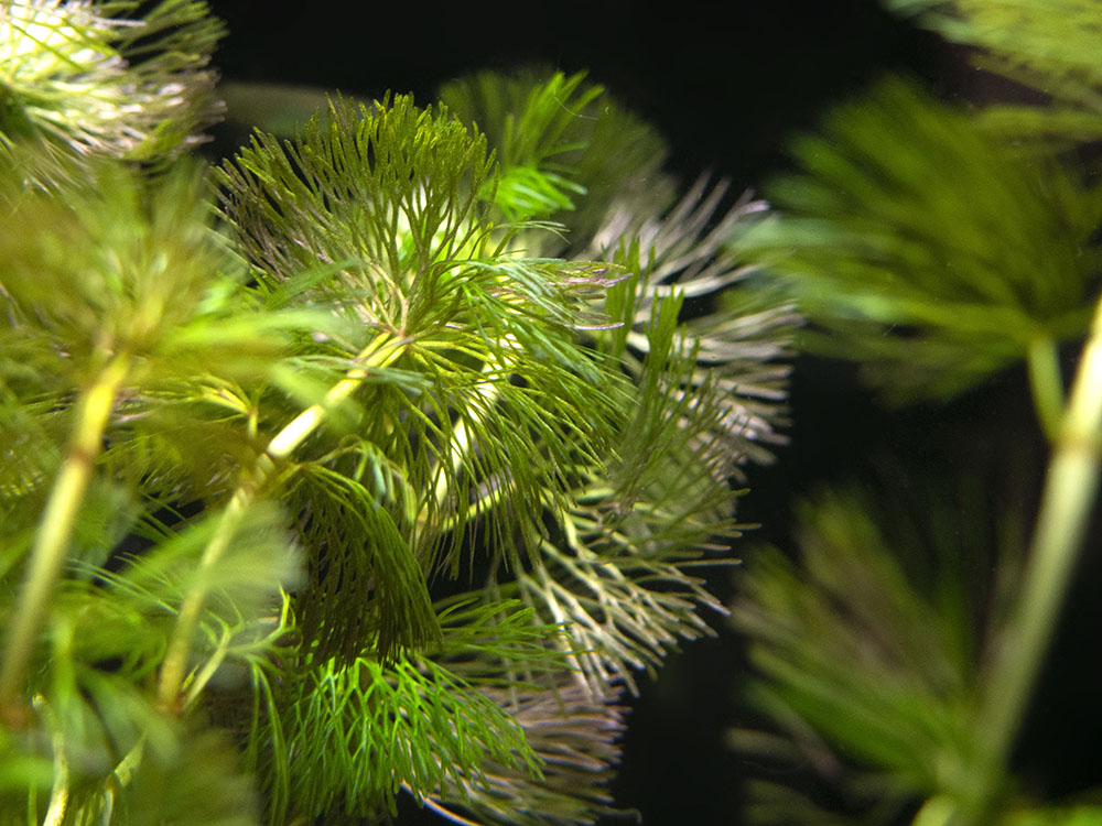 Purple / Green Cabomba (Cabomba pulcherrima), Bunched