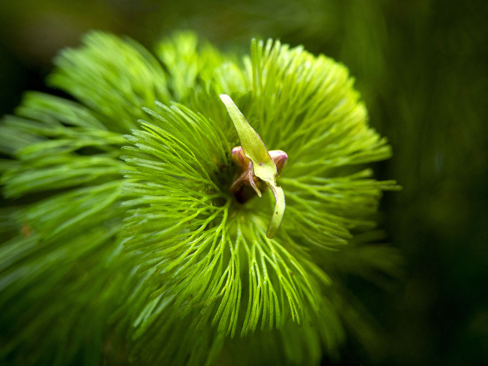 Purple / Green Cabomba (Cabomba pulcherrima), Bunched