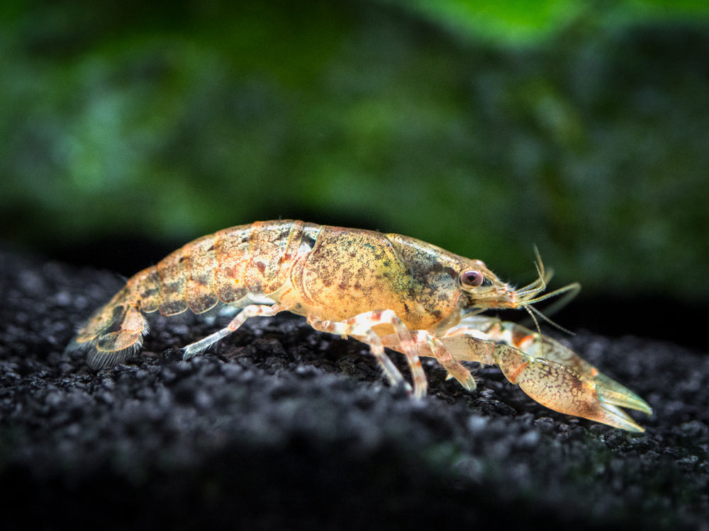 Cajun Dwarf Crayfish/Mini Lobster (Cambarellus shufeldtii), Tank-Bred!