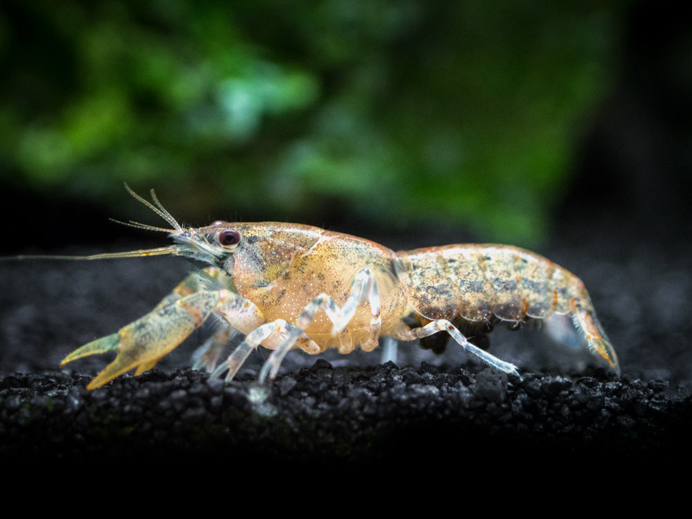 Cajun Dwarf Crayfish/Mini Lobster (Cambarellus shufeldtii), Tank-Bred!