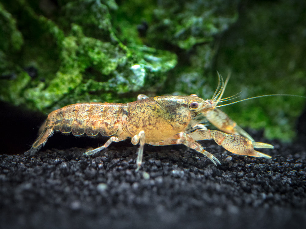 Cajun Dwarf Crayfish/Mini Lobster (Cambarellus shufeldtii), Tank-Bred!