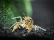 Cajun Dwarf Crayfish/Mini Lobster (Cambarellus shufeldtii), Tank-Bred!