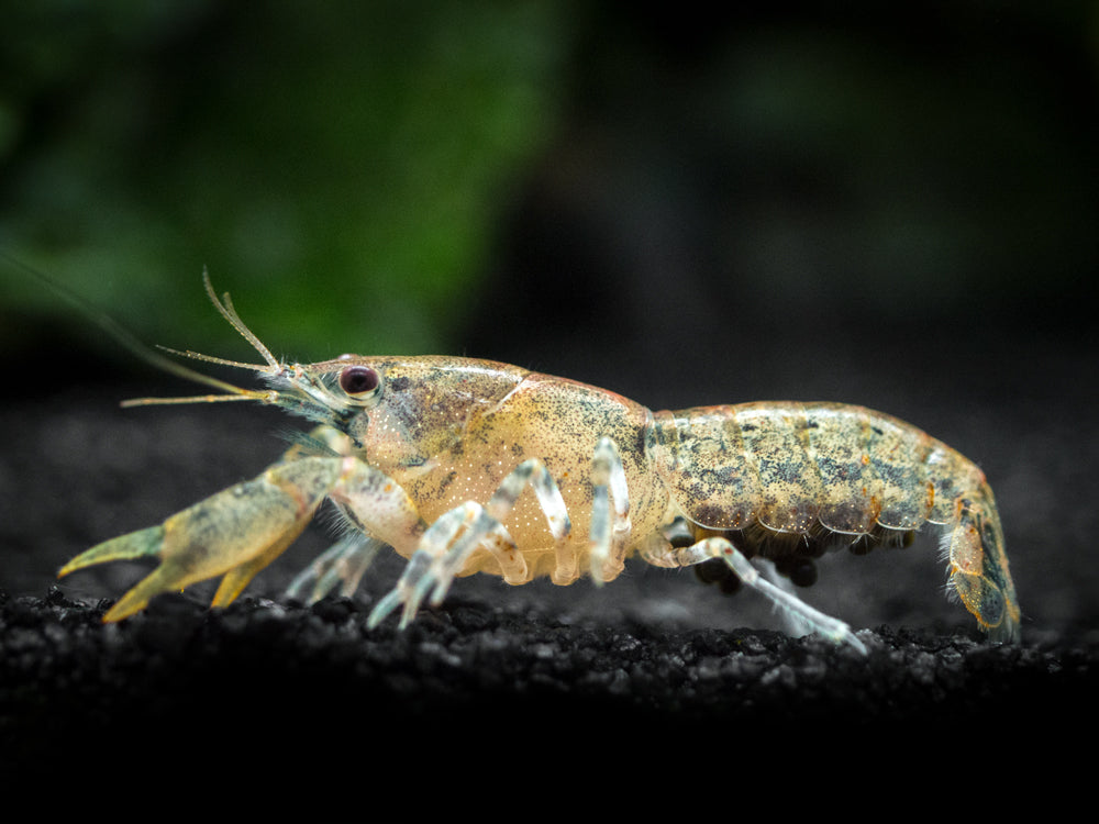 Cajun Dwarf Crayfish/Mini Lobster (Cambarellus shufeldtii), Tank-Bred!