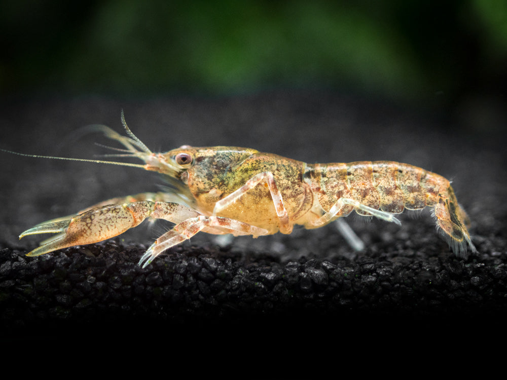 Cajun Dwarf Crayfish/Mini Lobster (Cambarellus shufeldtii), Tank-Bred!