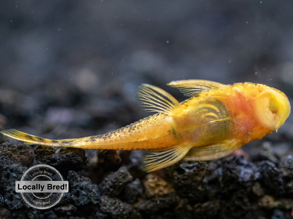 Calico Bristlenose Pleco (Ancistrus sp.), Locally-Bred