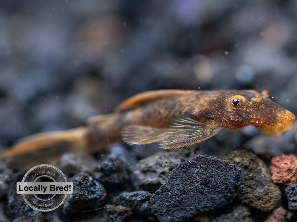 Calico Bristlenose Pleco (Ancistrus sp.), Locally-Bred