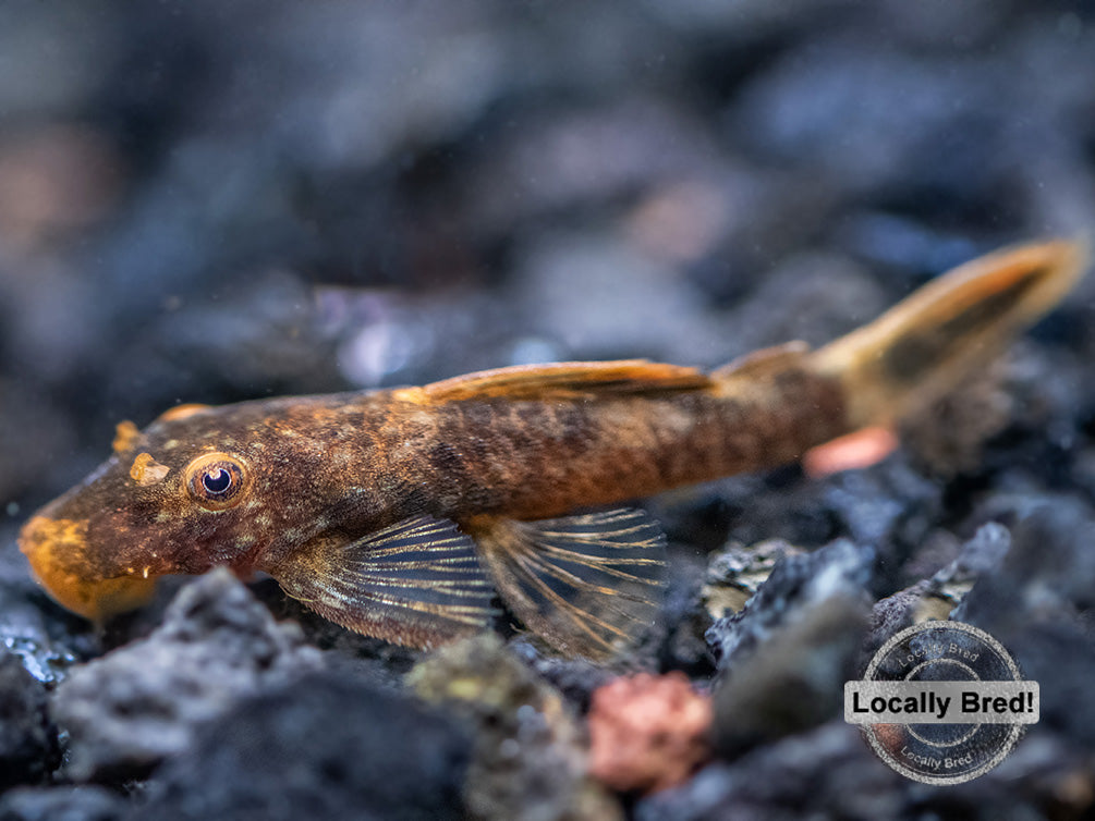 Calico Bristlenose Pleco (Ancistrus sp.), Locally-Bred