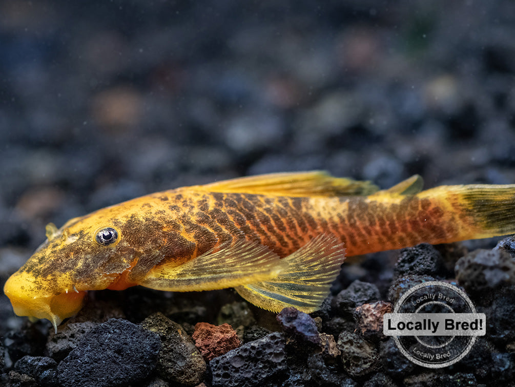 Calico Bristlenose Pleco (Ancistrus sp.), Locally-Bred