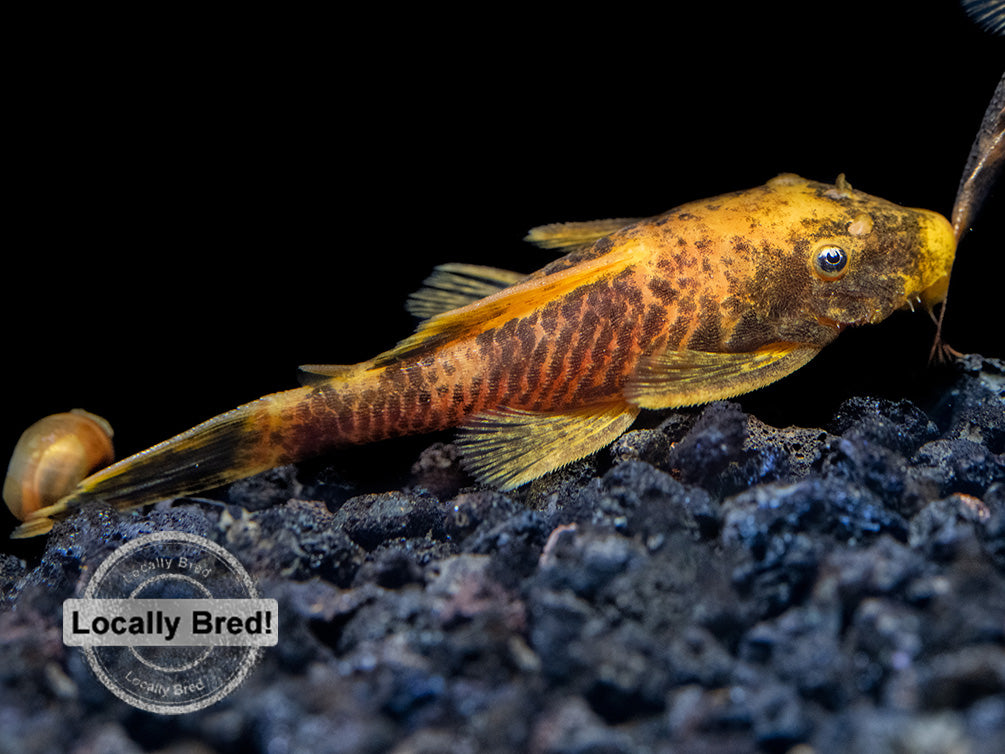 Calico Bristlenose Pleco (Ancistrus sp.), Locally-Bred