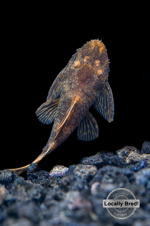 Calico Bristlenose Pleco (Ancistrus sp.), Locally-Bred