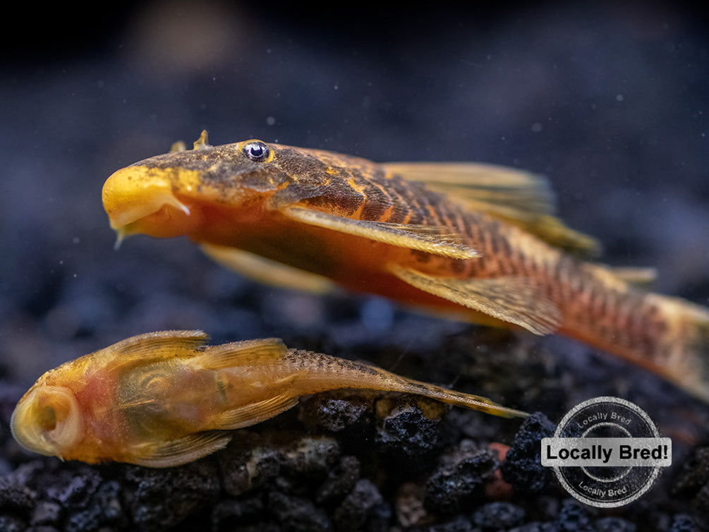 Calico Bristlenose Pleco (Ancistrus sp.), Locally-Bred