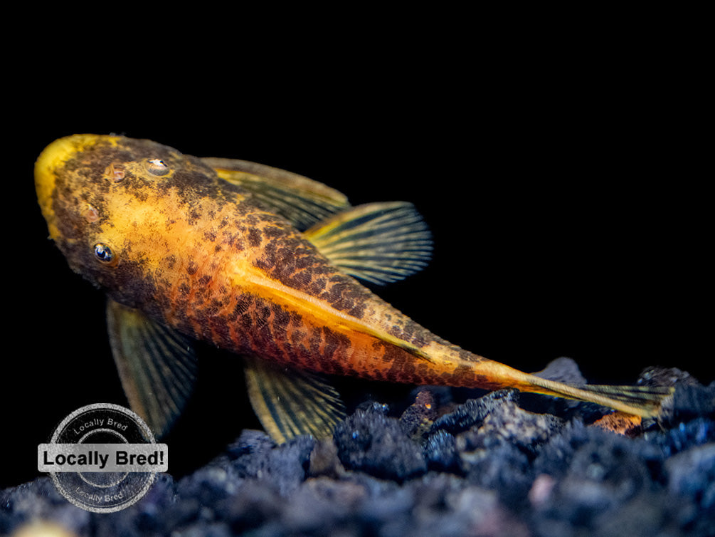 Calico Bristlenose Pleco (Ancistrus sp.), Locally-Bred