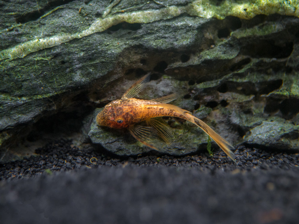 Longfin Calico Bristlenose Pleco (Ancistrus sp. "Calico") - Tank-Bred!