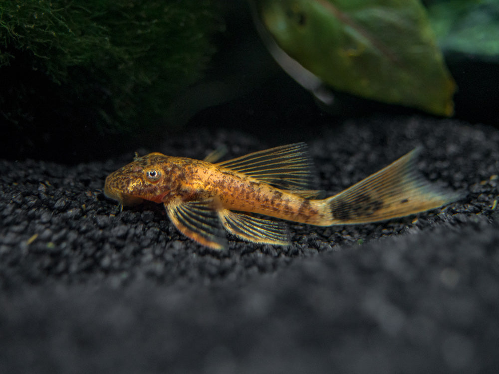 Longfin Calico Bristlenose Pleco (Ancistrus sp. "Calico") - Tank-Bred!