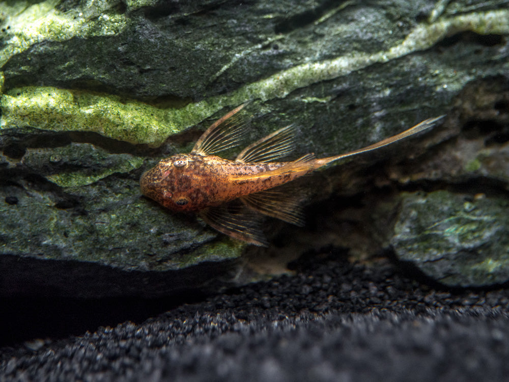 Longfin Calico Bristlenose Pleco (Ancistrus sp. "Calico") - Tank-Bred!