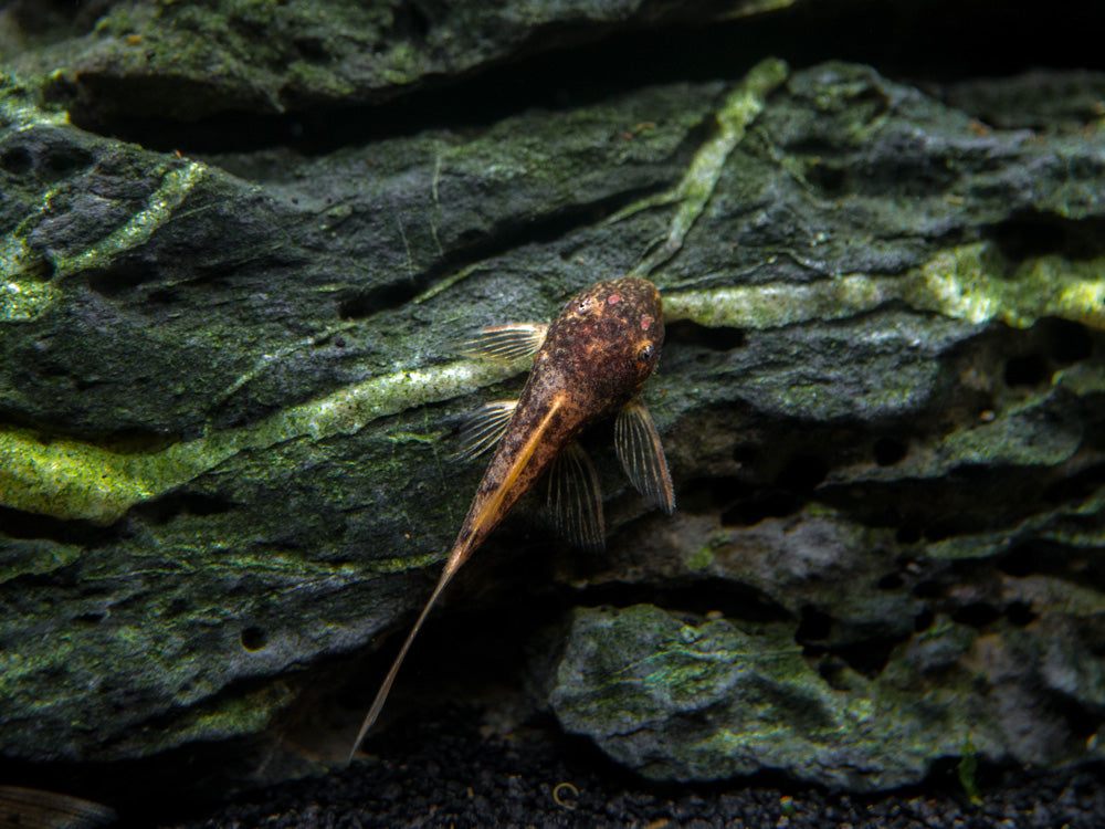 Longfin Calico Bristlenose Pleco (Ancistrus sp. "Calico") - Tank-Bred!