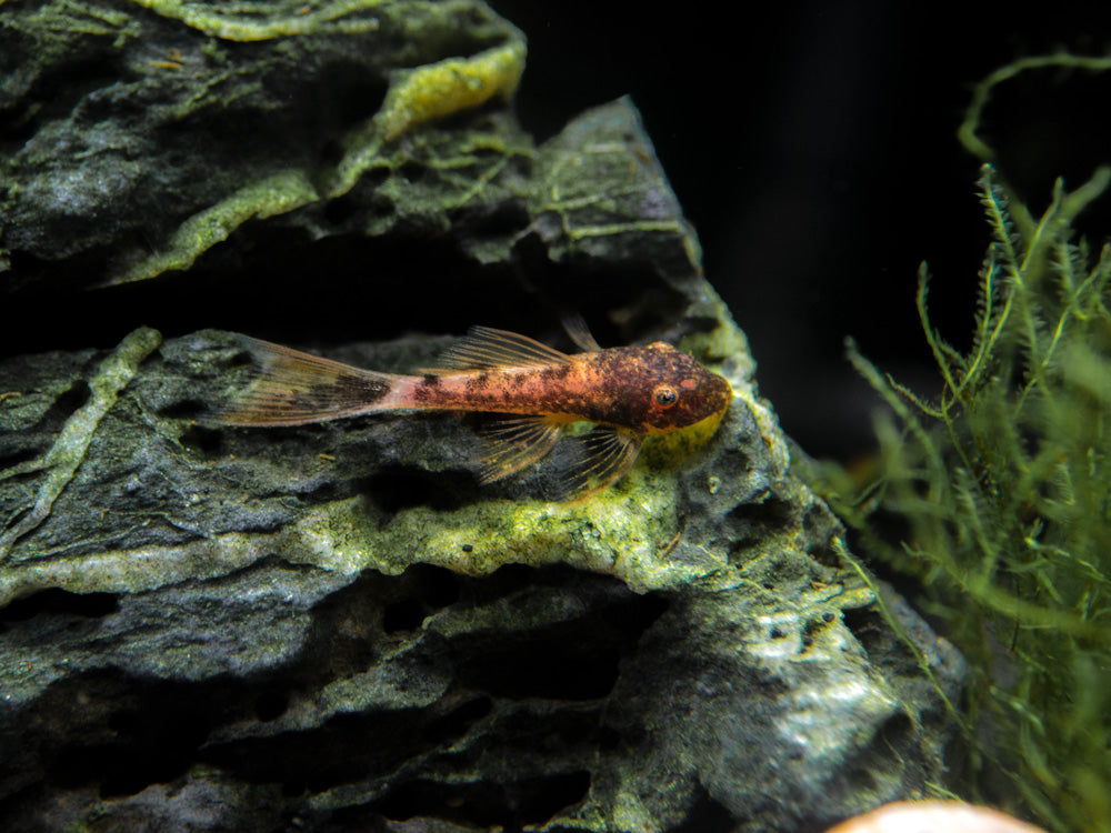 Longfin Calico Bristlenose Pleco (Ancistrus sp. "Calico") - Tank-Bred!