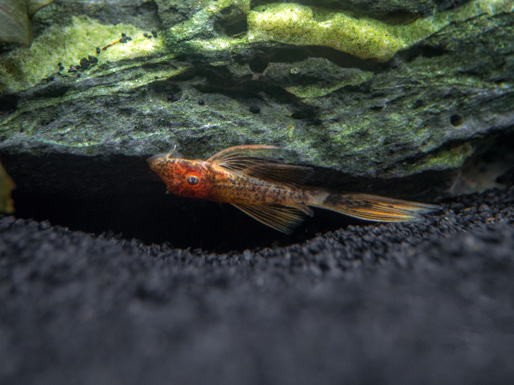 Longfin Calico Bristlenose Pleco (Ancistrus sp. "Calico") - Tank-Bred!