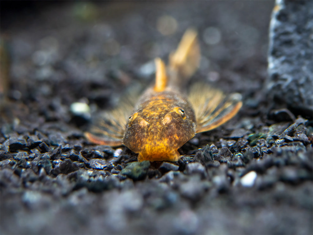 Calico Bristlenose Pleco (Ancistrus sp.) - USA Bred!