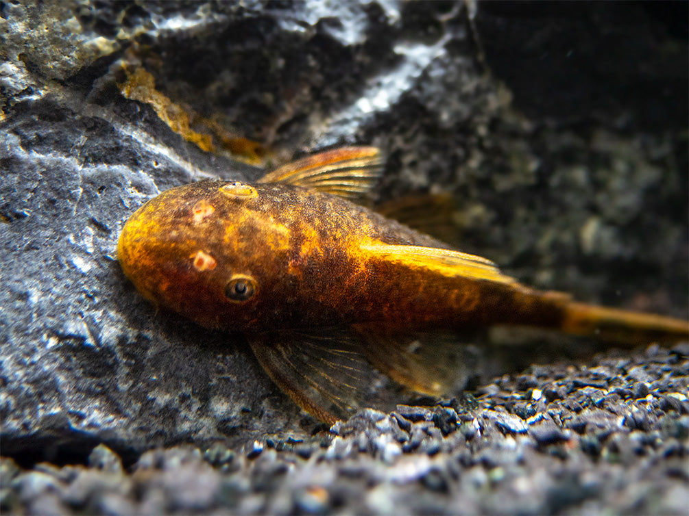 Calico Bristlenose Pleco (Ancistrus sp.) - USA Bred!