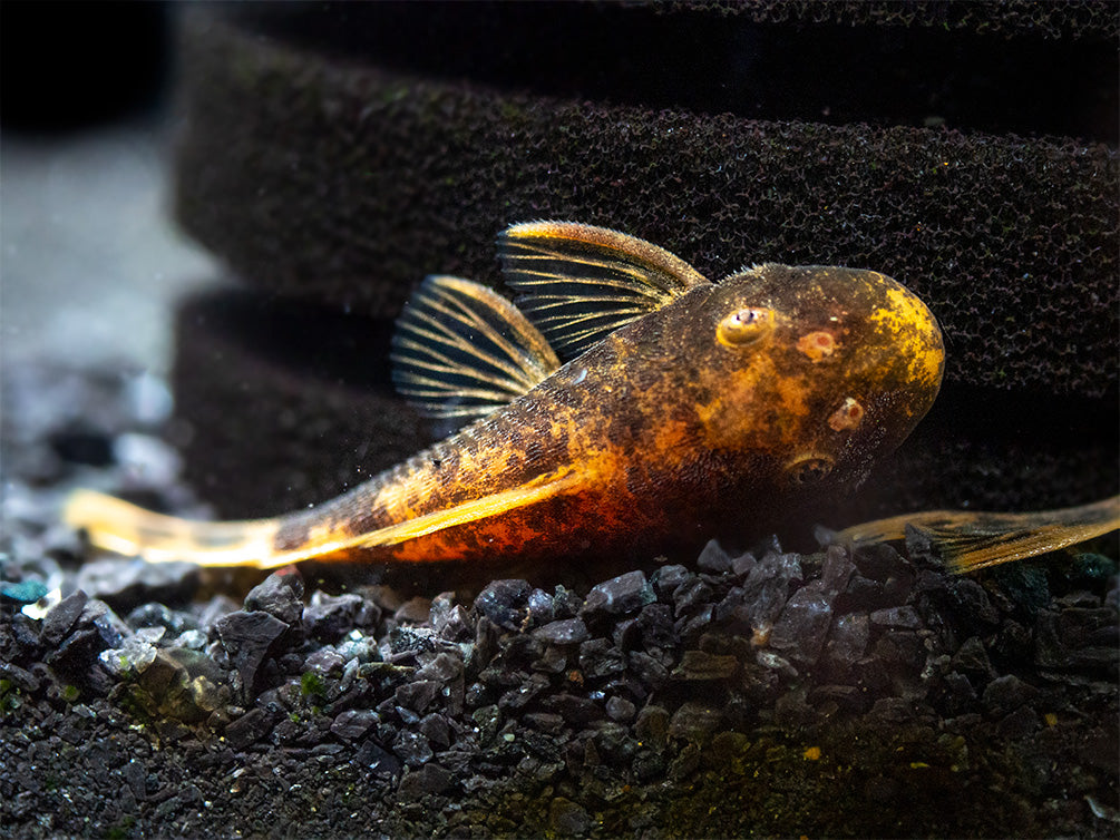 Calico Bristlenose Pleco (Ancistrus sp.) - USA Bred!