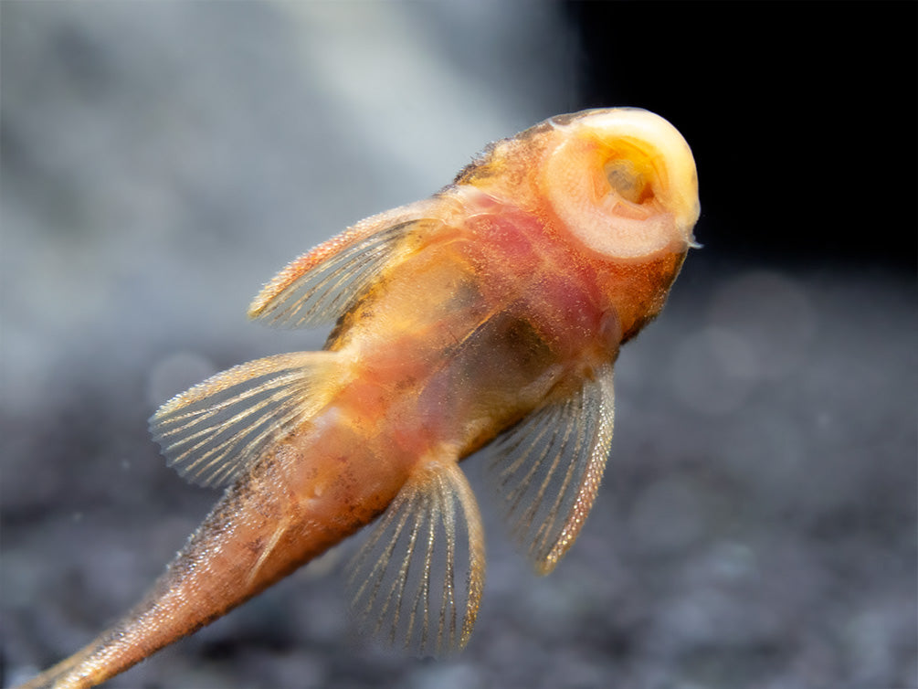 Calico Bristlenose Pleco (Ancistrus sp.) - USA Bred!