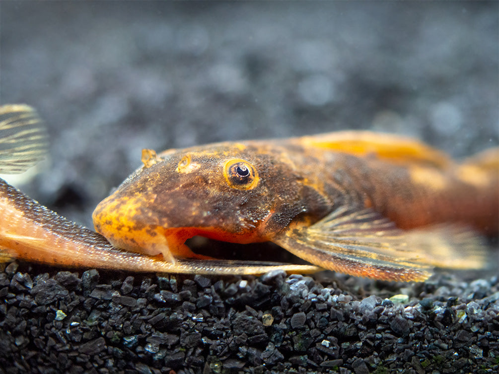 Calico Bristlenose Pleco (Ancistrus sp.) - USA Bred!