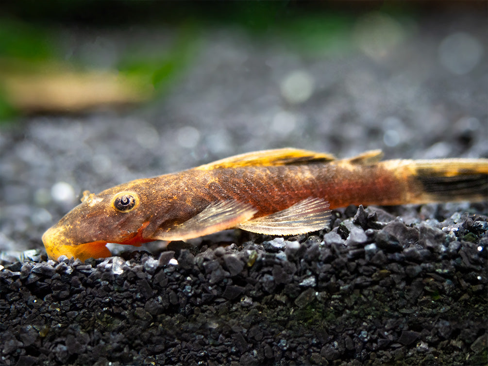 Calico Bristlenose Pleco (Ancistrus sp.) - USA Bred!