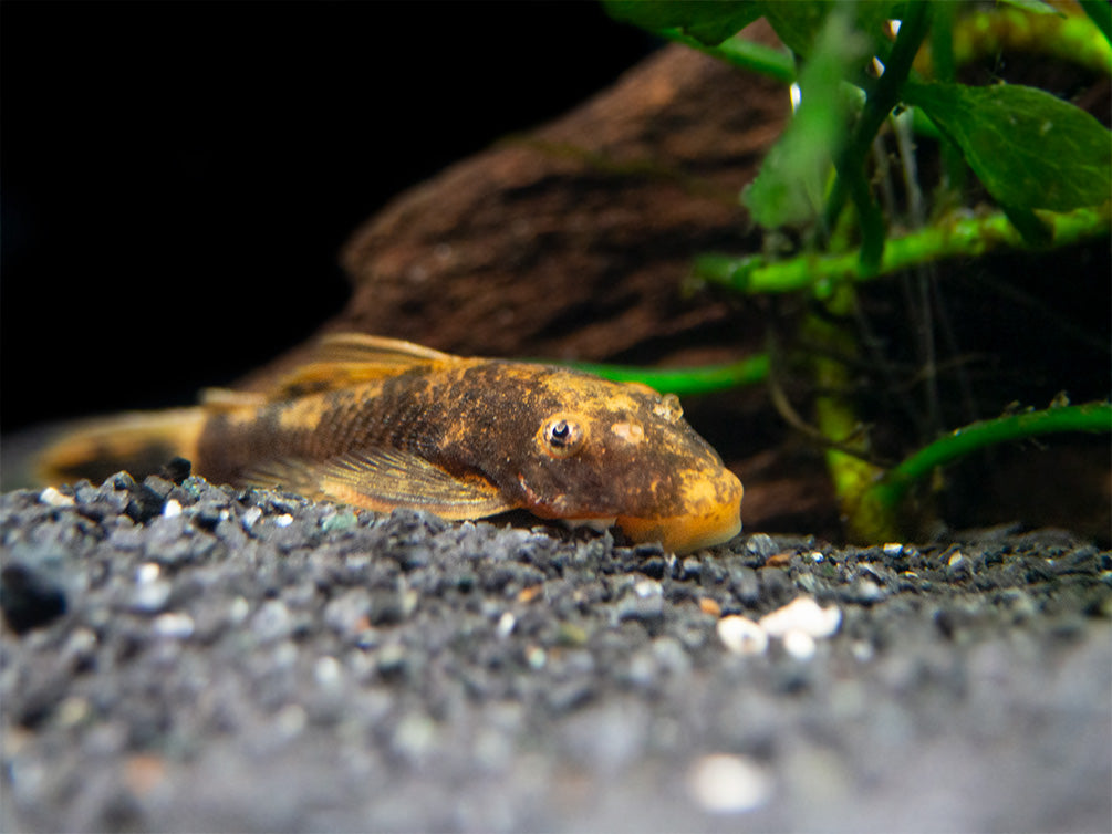 Calico Bristlenose Pleco (Ancistrus sp.) - USA Bred!