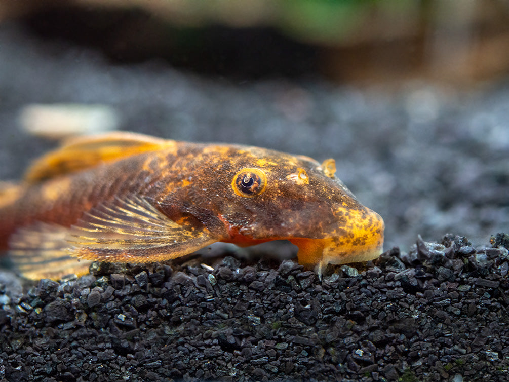 Calico Bristlenose Pleco (Ancistrus sp.) - USA Bred!