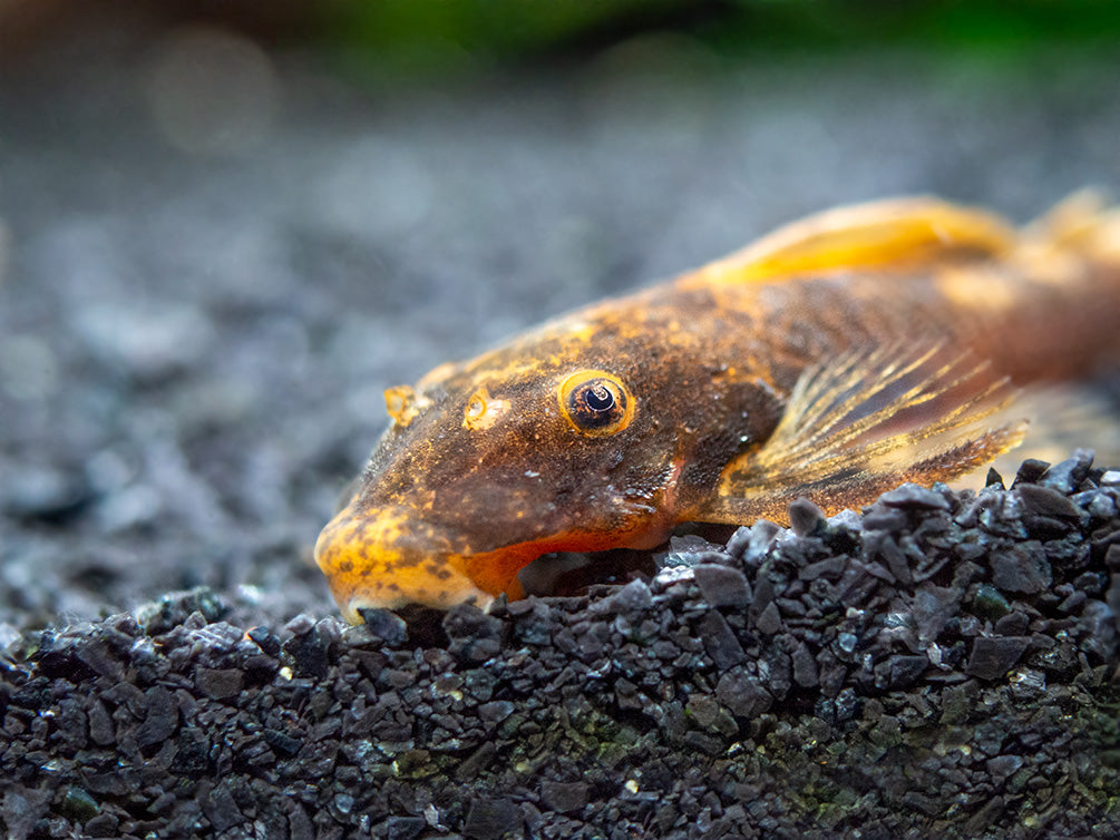 Calico Bristlenose Pleco (Ancistrus sp.) - USA Bred!