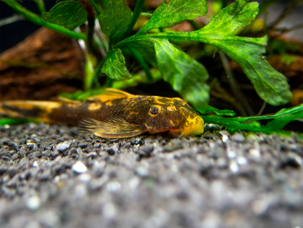 Super Red Calico Bristlenose Pleco (Ancistrus sp.) - USA Bred!