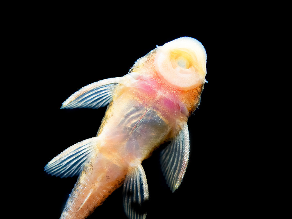 Super Red Calico Bristlenose Pleco (Ancistrus sp.) - USA Bred!