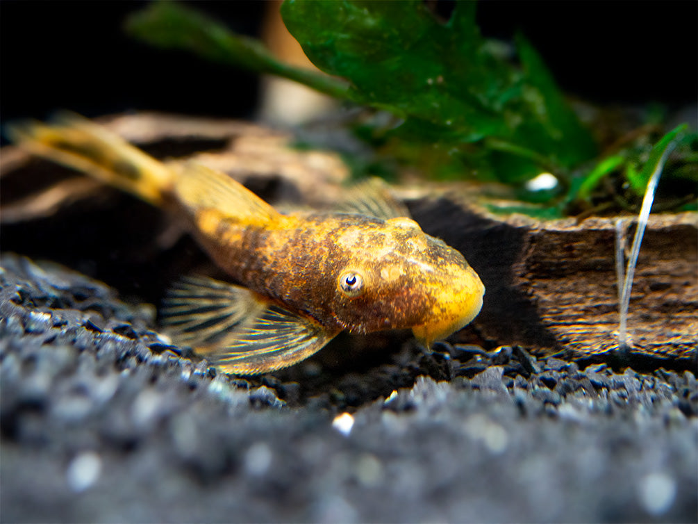 Super Red Calico Bristlenose Pleco (Ancistrus sp.) - USA Bred!