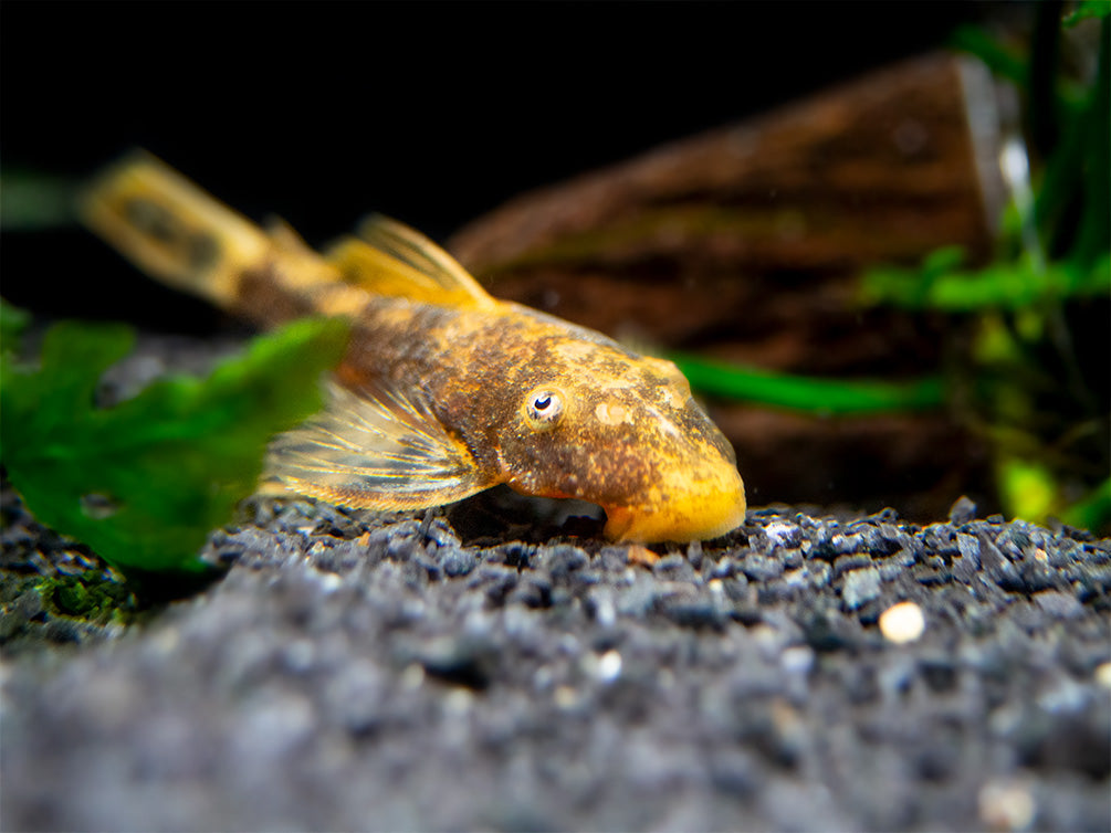 Super Red Calico Bristlenose Pleco (Ancistrus sp.) - USA Bred!