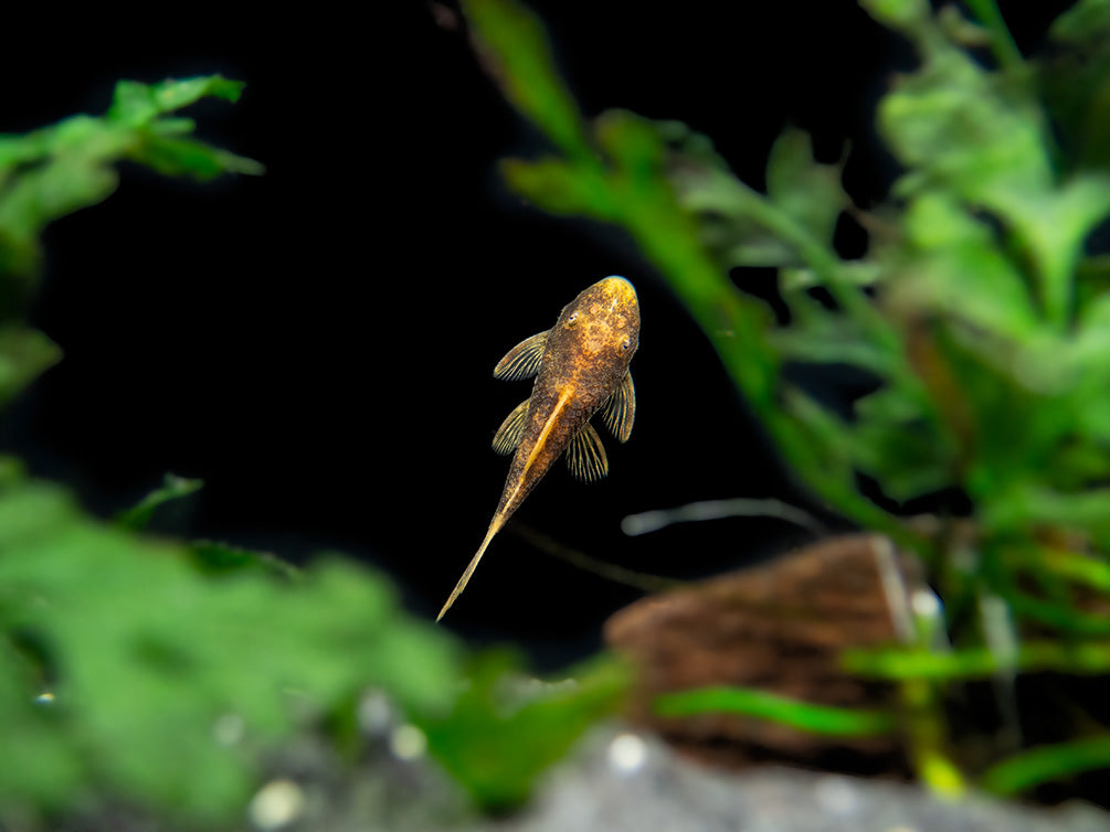 Super Red Calico Bristlenose Pleco (Ancistrus sp.) - USA Bred!