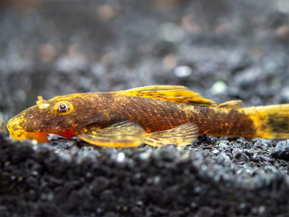 Super Red Calico Bristlenose Pleco (Ancistrus sp.) - USA Bred!