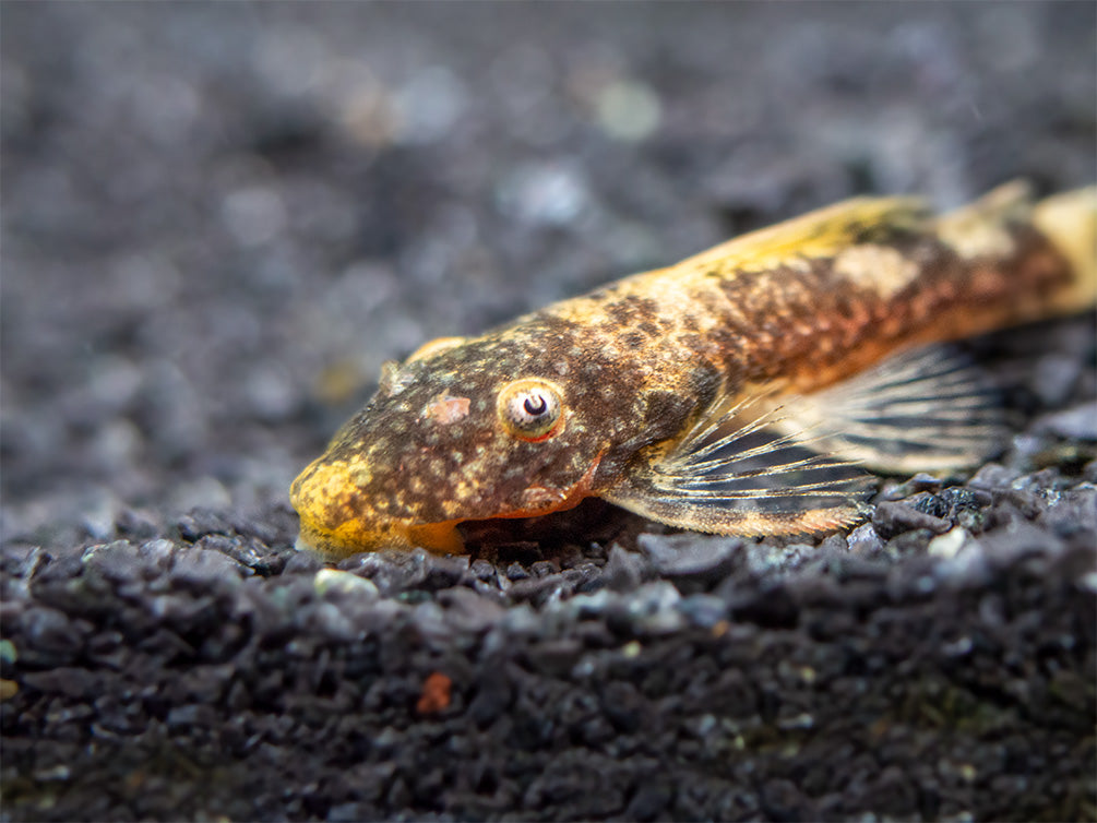 Super Red Calico Bristlenose Pleco (Ancistrus sp.) - USA Bred!