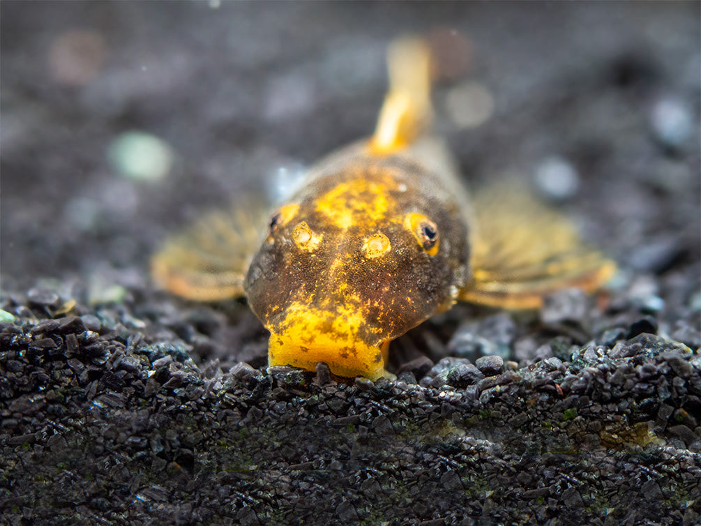 Super Red Calico Bristlenose Pleco (Ancistrus sp.) - USA Bred!