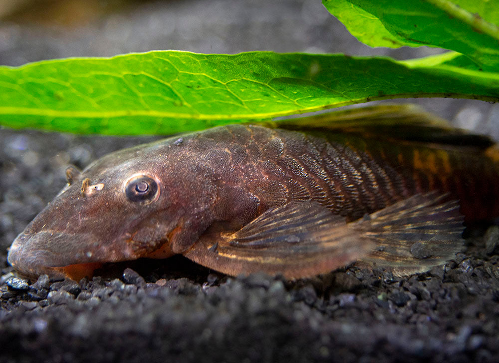 Calico Bristlenose Pleco (Ancistrus sp.) - USA Bred!