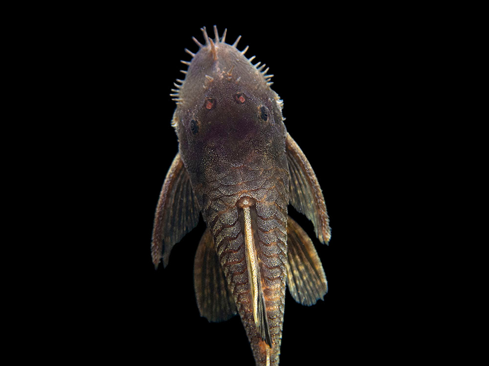 Calico Bristlenose Pleco (Ancistrus sp.) - USA Bred!