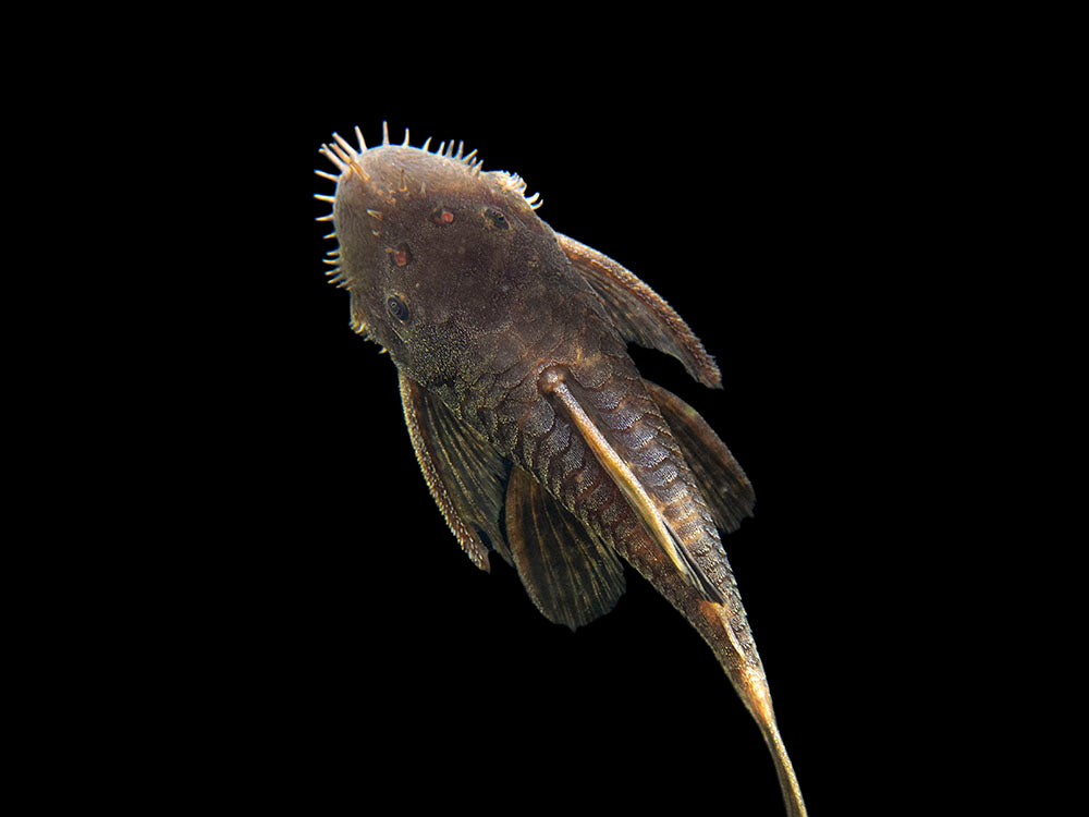 Calico Bristlenose Pleco (Ancistrus sp.) - USA Bred!