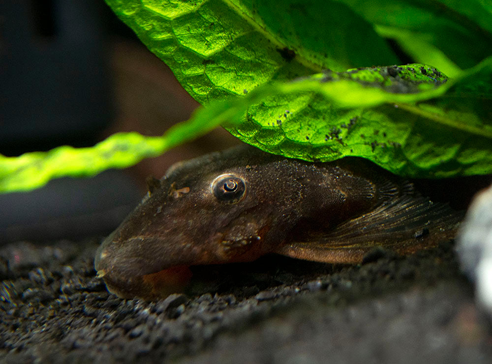 Calico Bristlenose Pleco (Ancistrus sp.) - USA Bred!