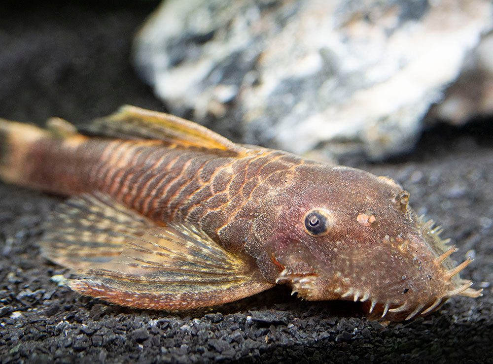 Calico Bristlenose Pleco (Ancistrus sp.) - USA Bred!