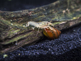 Wild Color Dwarf Mexican Crayfish (Cambarellus patzcuarensis) - Tank-Bred!