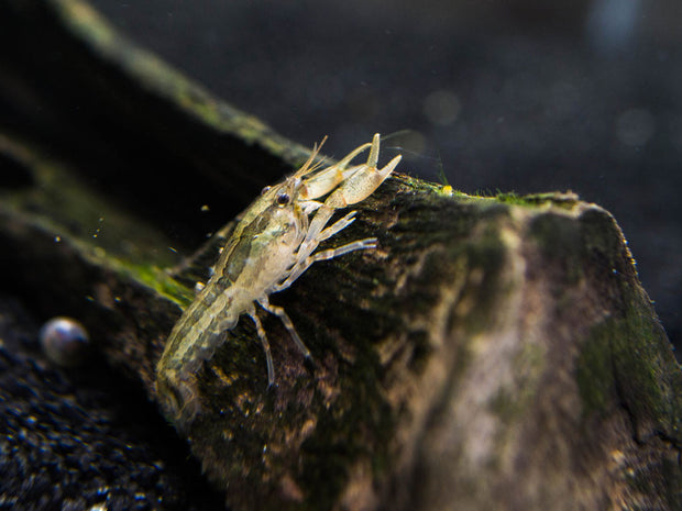 Wild Color Dwarf Mexican Crayfish (Cambarellus patzcuarensis) - Tank-Bred!